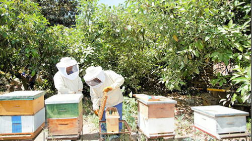 Impulsan producción de miel de abeja en Bosques Secos de Lambayeque Impulsan producción de miel de abeja en Bosques Secos de Lambayeque