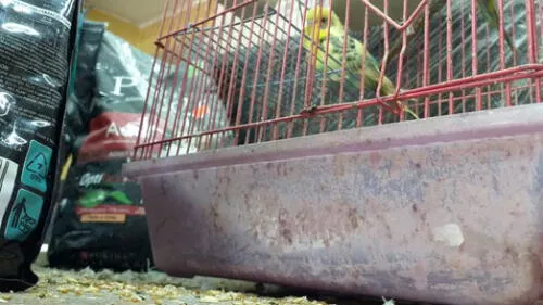 La intervención se hizo en Acuario Pet, ubicado en la cuadra 40 de la avenida Benavides. (Foto: difusión)