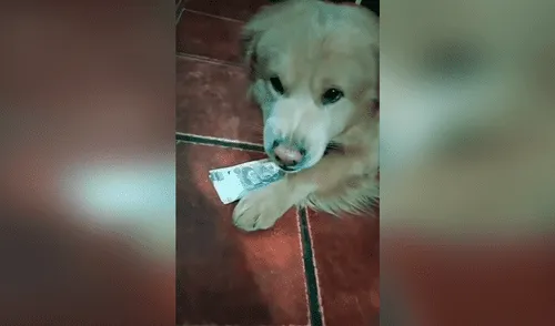 Facebook viral: pide a su perro que cuide su dinero, pero cuando lo quiere recuperar recibe una furiosa reacción [VIDEO]