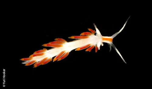 Nuevos habitantes del mar