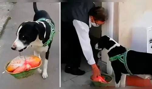 Perro hace las compras para que su dueño no salga de la casa en cuarentena [VIDEO]