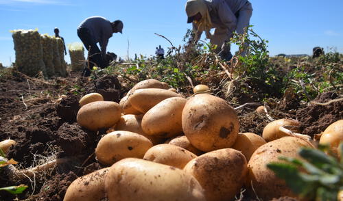 Plantean que empleados bajo la Ley Agraria tengan derechos del régimen 728