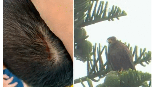 Vecinos de Chorrillos solicitaron la reubicación de las aves para salir de sus viviendas sin temor a ser atacados. Foto: captura de ATV