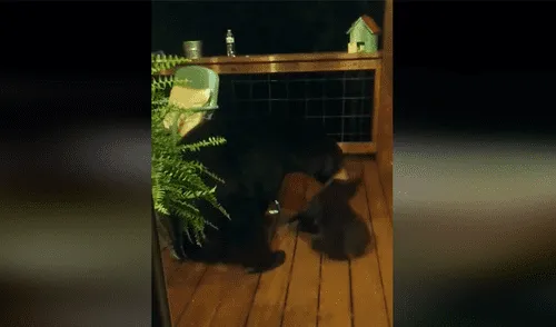 Facebook viral: Familia capta la singular reacción de una mamá oso con su hijo al ver que se había escapado [VIDEO]