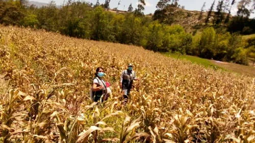 Heladas afectan agricultores de Chota Cajamarca
