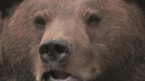 Médico revela que paciente no iba a ser devorado por osos, sino que padece de psoriasis crónica. Foto: Referencial.