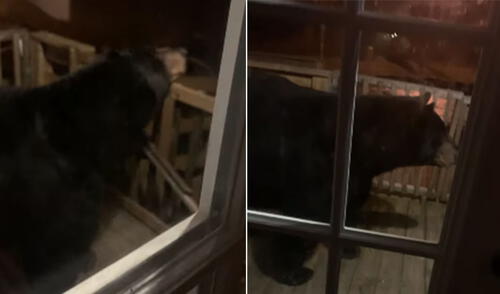 Desliza las imágenes para ver más detalles sobre estas imágenes que impresionaron a los usuarios. Foto: captura de YouTube Oso ingresa a escondidas a una vivienda y huye al ser descubierto
