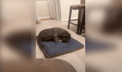 Desliza las imágenes para ver a Dou Dou durmiendo plácidamente y emitiendo extraños sonidos. Foto: captura de YouTube