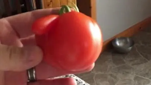 Facebook: Encuentran el tomate más extraño del mundo y todos quedan en shock
