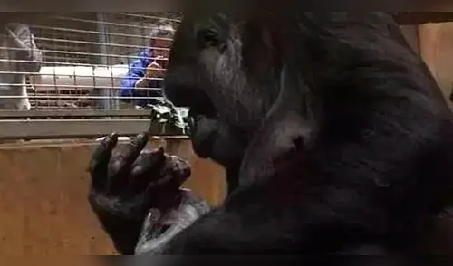 YouTube Viral: el impactante parto de una gorila en zoológico de Washington [VIDEO]