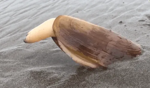 YouTube viral: se acerca a misteriosa criatura marina, sin imaginar que haría algo asqueroso [VIDEO]