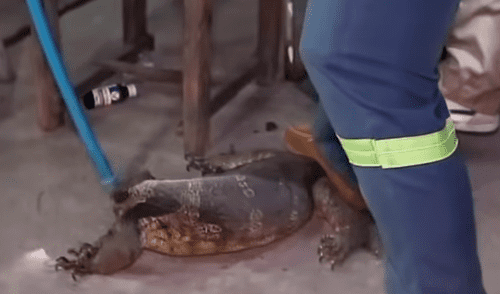 YouTube viral: Anciana descubre misteriosa criatura ingresando a su tienda [VIDEO]