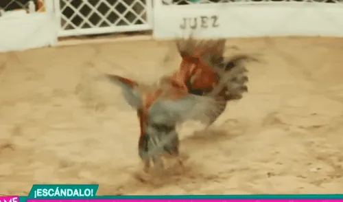 Alejandra Baigorria genera polémica por ser participe de pelea de gallos