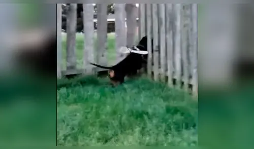 YouTube viral: Hombre cansado de que su perro se escape, crea ingenioso método para que no lo haga [VIDEO]
