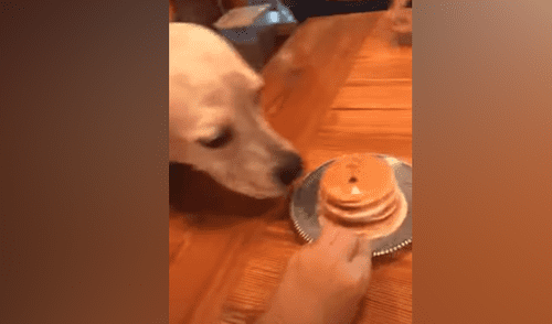 Facebook viral: celebran cumpleaños de perro