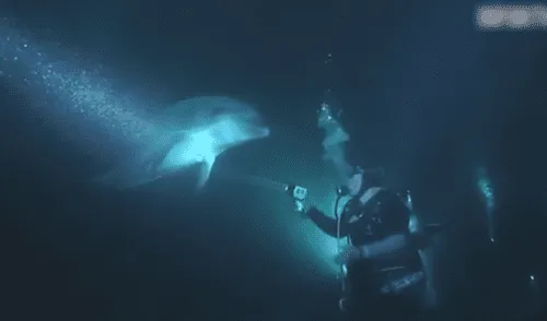 YouTube Viral: Delfín tiene anzuelo en su aleta y pide ayuda a buzo [VIDEO]