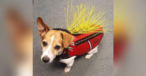 Ropa para mascotas Ropa para mascotas