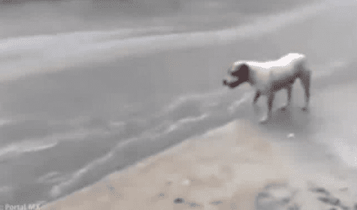 YouTube viral: perro callejero conmueve las redes al recoger la basura en plena lluvia. YouTube viral: perro