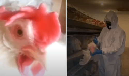 Científicos detectaron anticuerpos contra la COVID-19 en huevos de gallina Esperanza. Foto: Captura Cuarto Poder