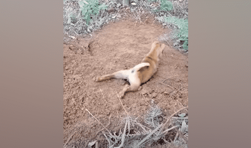 Desliza hacia la izquierda para ver las imágenes del viral de YouTube. Foto: Captura. YouTube viral: graban momento en que perro se desliza por la ladera y miles se conmueven al verlo