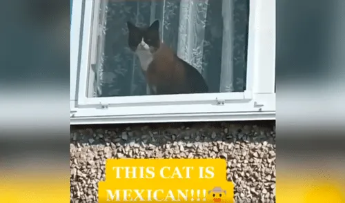 Facebook viral: intenta llamar la atención de un gato, le habla en varios idiomas y felino reconoce uno de ellos [VIDEO]