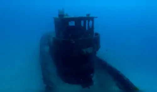 YouTube viral: tiburones