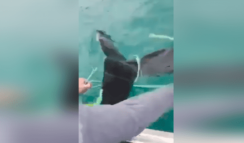 Desliza las imágenes para a la madre orca ayudando a los pescadores a salvar a su bebé. Foto: Facebook