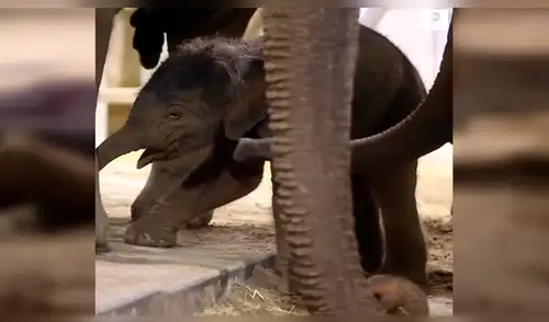 YouTube viral: elefante bebé aprende a dar sus primeros pasos con ayuda de su madre [VIDEO]