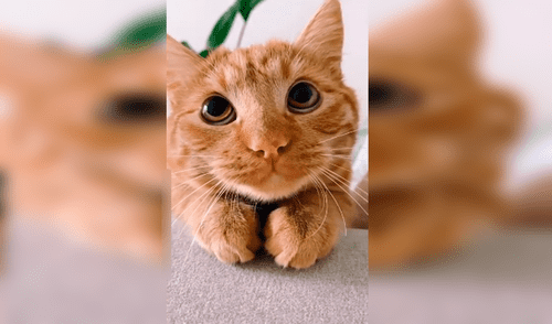 Desliza las imágenes para conocer al Maestro Poe Poe, el gatito que se ha hecho viral por su tierna mirada. Foto: YouTube.