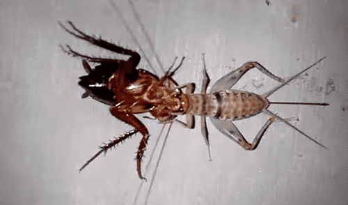 YouTube viral: No te pierdas el genial desenlace de la épica batalla entre grillo y cucaracha que ha sorprendido a miles