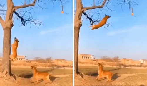 Facebook viral: perro da impresionante salto para alcanzar una pelota enganchada en lo alto de un árbol [VIDEO]