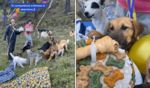 Rescatan a perros callejeros y les organizan una emotiva fiesta de bienvenida [VIDEO]