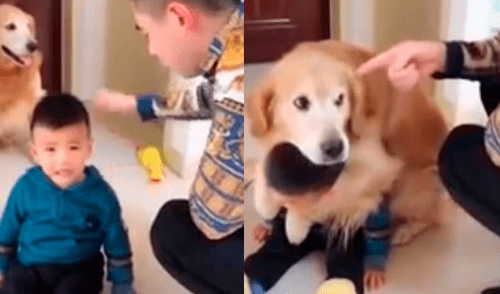 Facebook viral: tierno perro protege a su pequeño dueño ante el ataque de su padre [VIDEO]