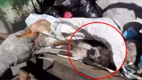 Chile: tiran a la basura a perro herido y video causa indignación en Facebook