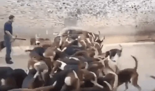 YouTube viral: critican a cazador que alimentó con látigo a jauría de perros hambrientos [VIDEO] 