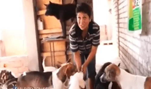 VMT: mujer convirtió su casa en albergue para perros sin hogar [VIDEO]