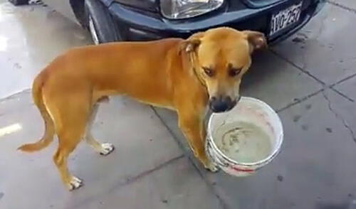 Ternura en Facebook por perro con balde con agua en Chorrillos [VIDEO]