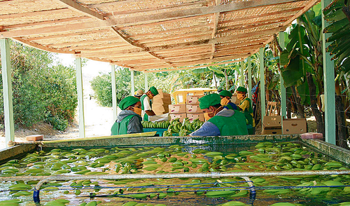 Producción. Falta de proyectos paraliza al banano orgánico.