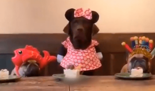 Facebook viral: cumpleaños de perro se arruinó por egoísmo del mimado cachorro [VIDEO]