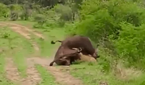 YouTube viral: Búfalo hace volar por los aires a hambriento león para salvar a su amigo [VIDEO]