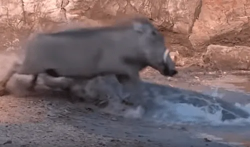 YouTube viral: sediento jabalí acudió a lago para beber agua y se encontró con feroz cocodrilo [VIDEO]