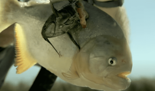 YouTube viral: ingresa al río para pescar una mantarraya y peligrosa piraña emerge del agua