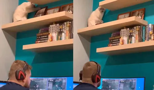 Desliza las imágenes para ver la curiosa escena que protagonizó este gato para llamar la atención de su dueño. Foto: captura de YouTube/Viral Hog