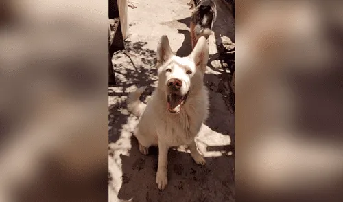 Facebook viral: niño envía cartas a albergue donde dejó a su perro para pedir que sigan cuidándolo bien [FOTOS]