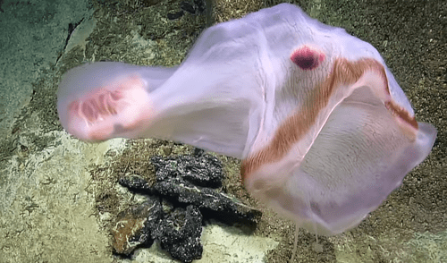 YouTube viral: ingresan al fondo del mar y se topan con misteriosa criatura que adopta aterradoras apariencias