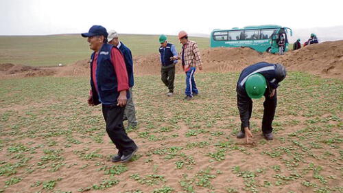 Moquegua: En Ilo iniciará rescate de restos arqueológicos Moquegua: En Ilo iniciará rescate de restos arqueológicos