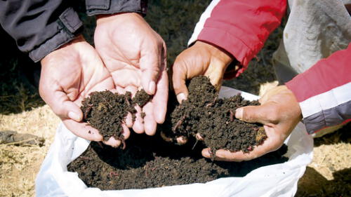 abonos naturales. La promesa del guano de isla  no se cristalizará, empero la alternativa son los abonos naturales.