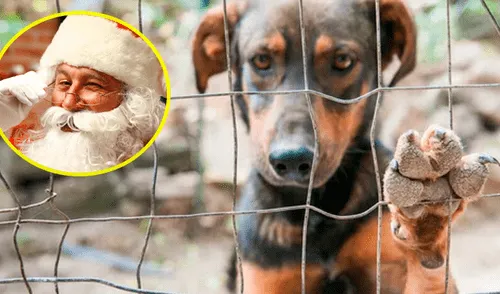 Facebook: Abandonan a cachorro y encuentra cariño en muñeco vestido de “Papá Noel” [FOTO]