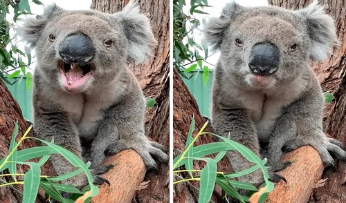 Facebook - koalas - viral