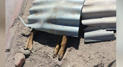 Matan a nueve perros con veneno para ratas en Moquegua